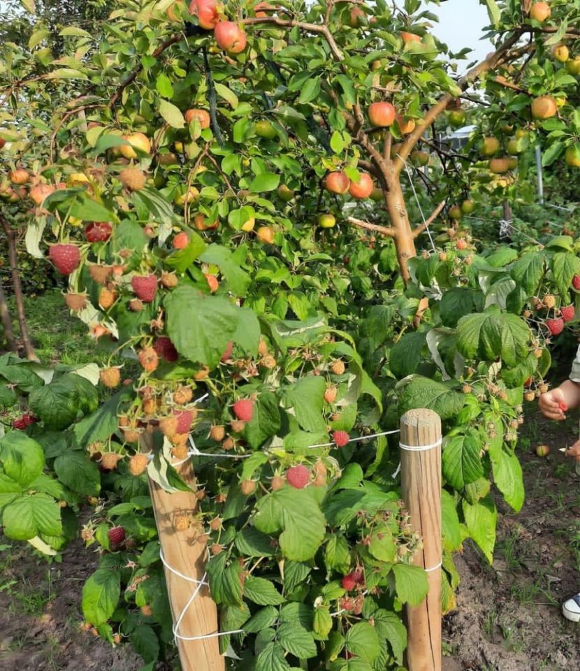 Działka rod Lębork. Zdjęcie 4