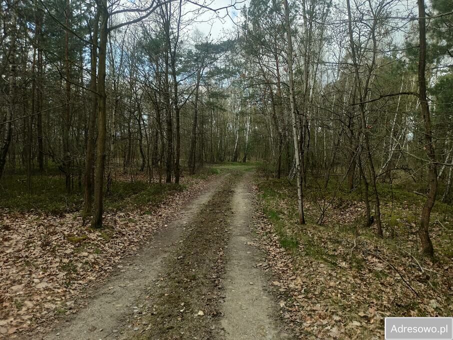 Działka leśna Hipolitów. Zdjęcie 9