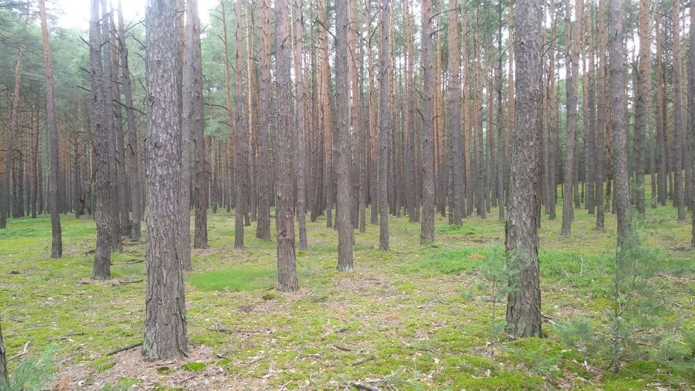 Działka leśna Stępna