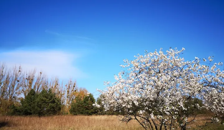 Działka rekreacyjna Jelenin