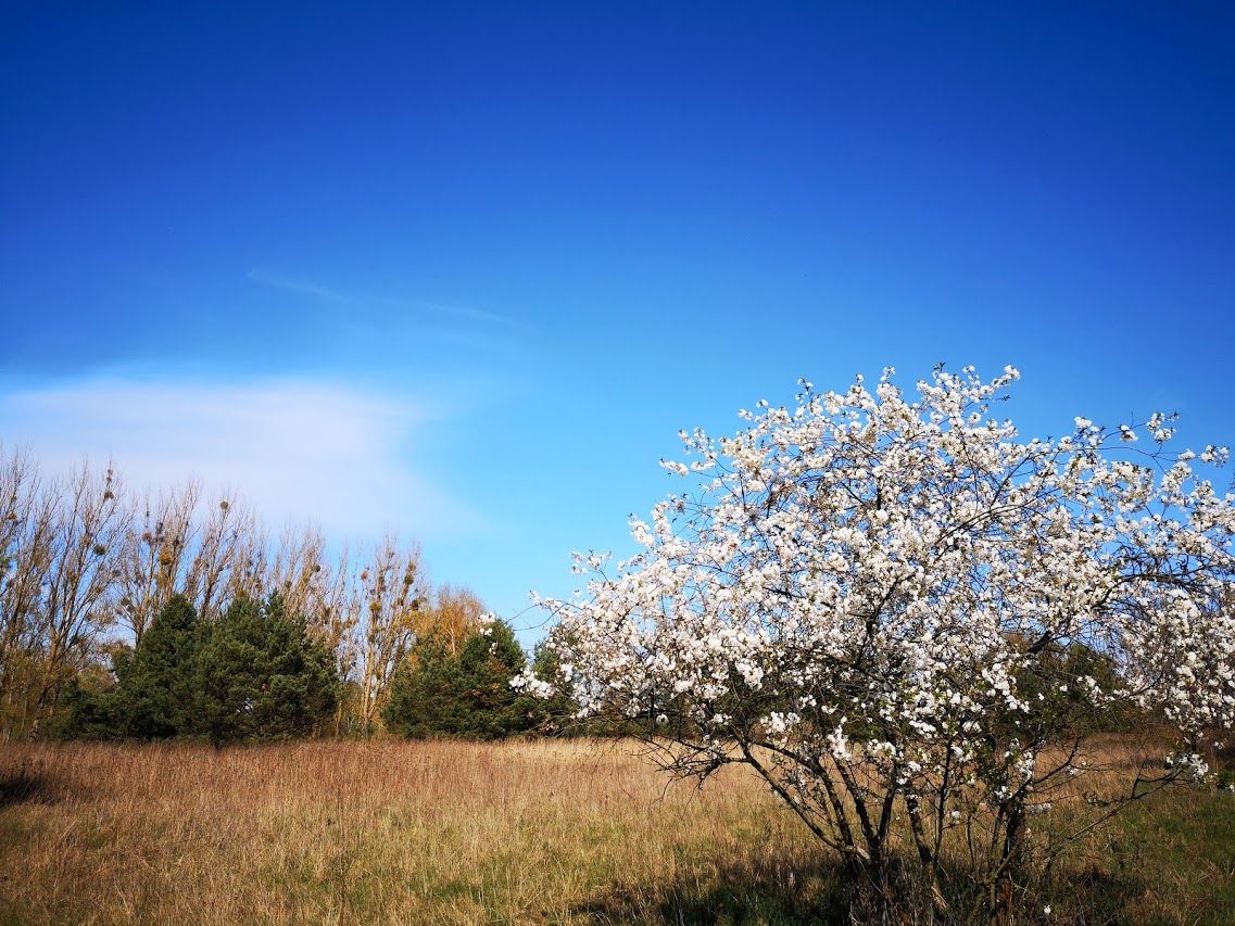 Działka rekreacyjna Jelenin. Zdjęcie 7