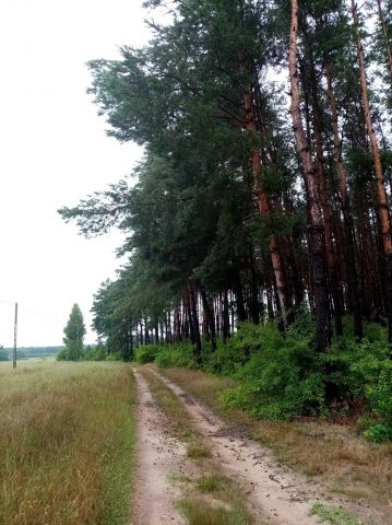 Działka leśna Rumunki Likieckie. Zdjęcie 1