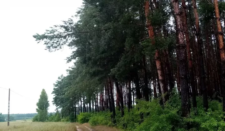 Działka leśna Rumunki Likieckie