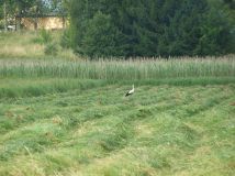 Działka rolno-budowlana Barnkowo. Zdjęcie 4