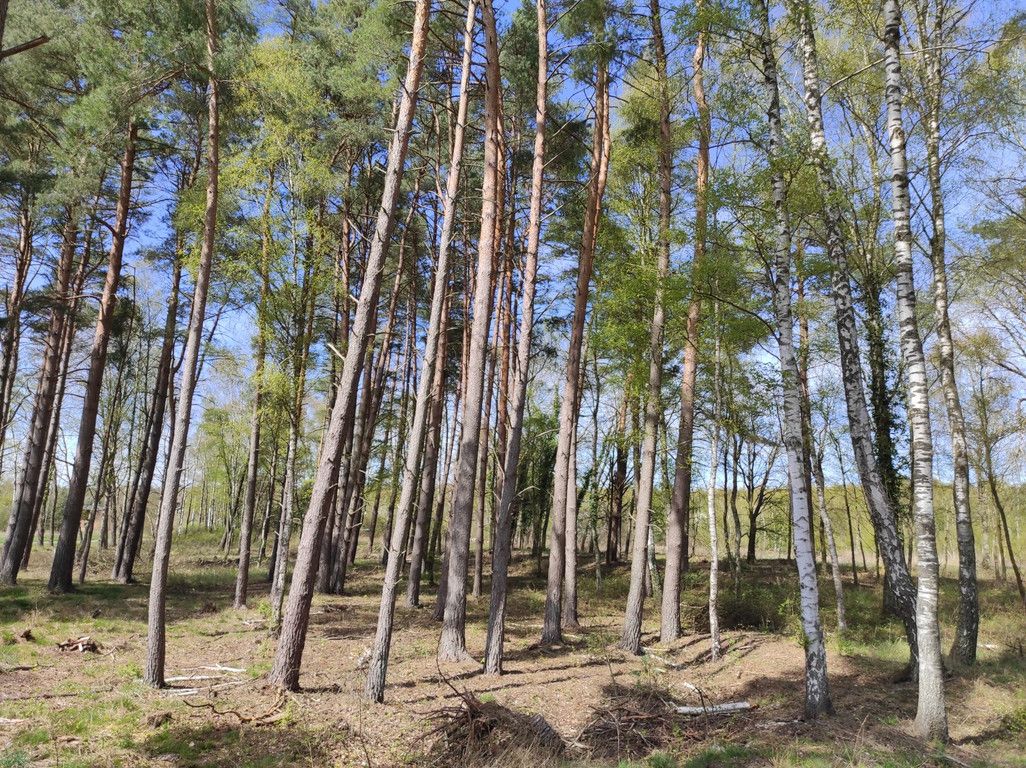 Działka budowlana Chomino. Zdjęcie 13