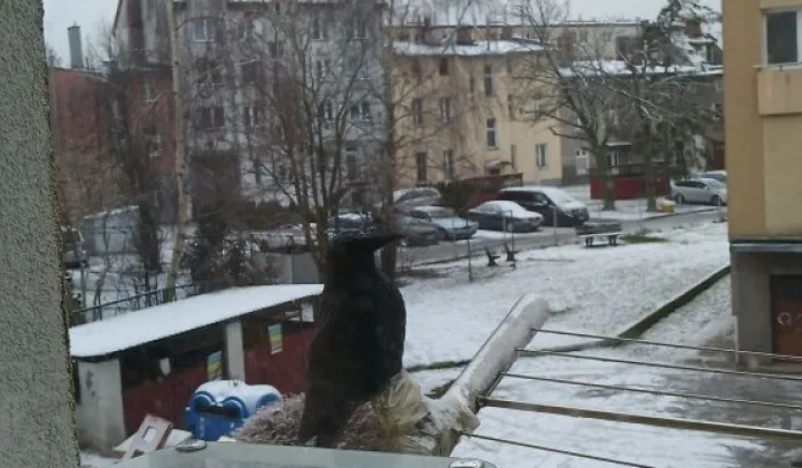 Mieszkanie 1-pokojowe Kołobrzeg