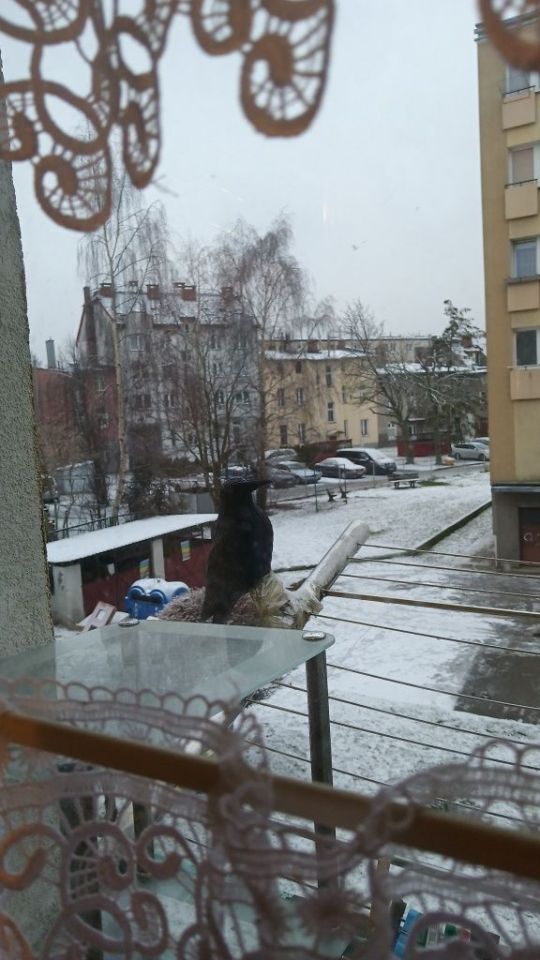 Mieszkanie 1-pokojowe Kołobrzeg