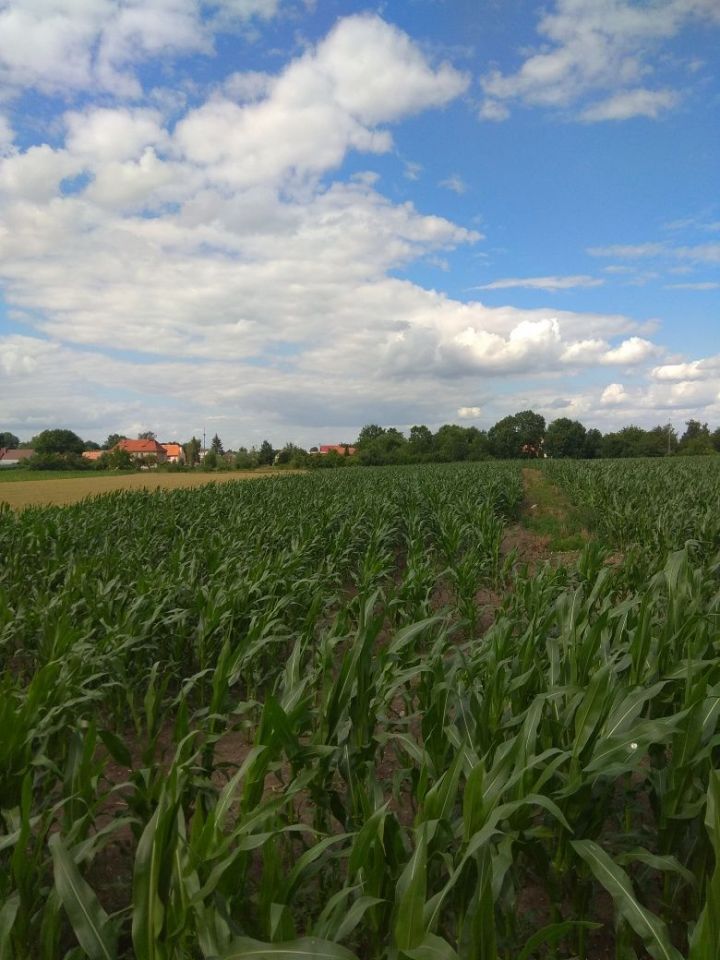 Działka budowlana Przecławice