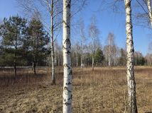 Działka rolno-budowlana Leontyna, ul. Dębowa. Zdjęcie 3