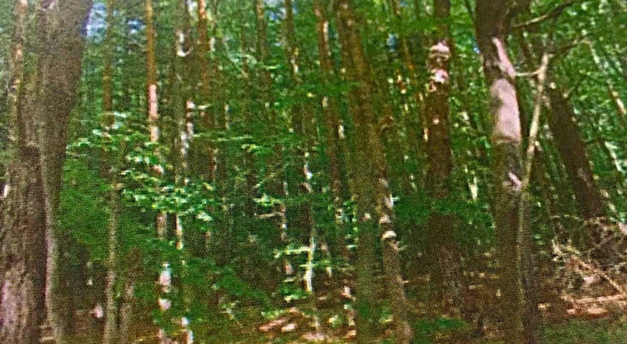 Działka leśna Czernica. Zdjęcie 2