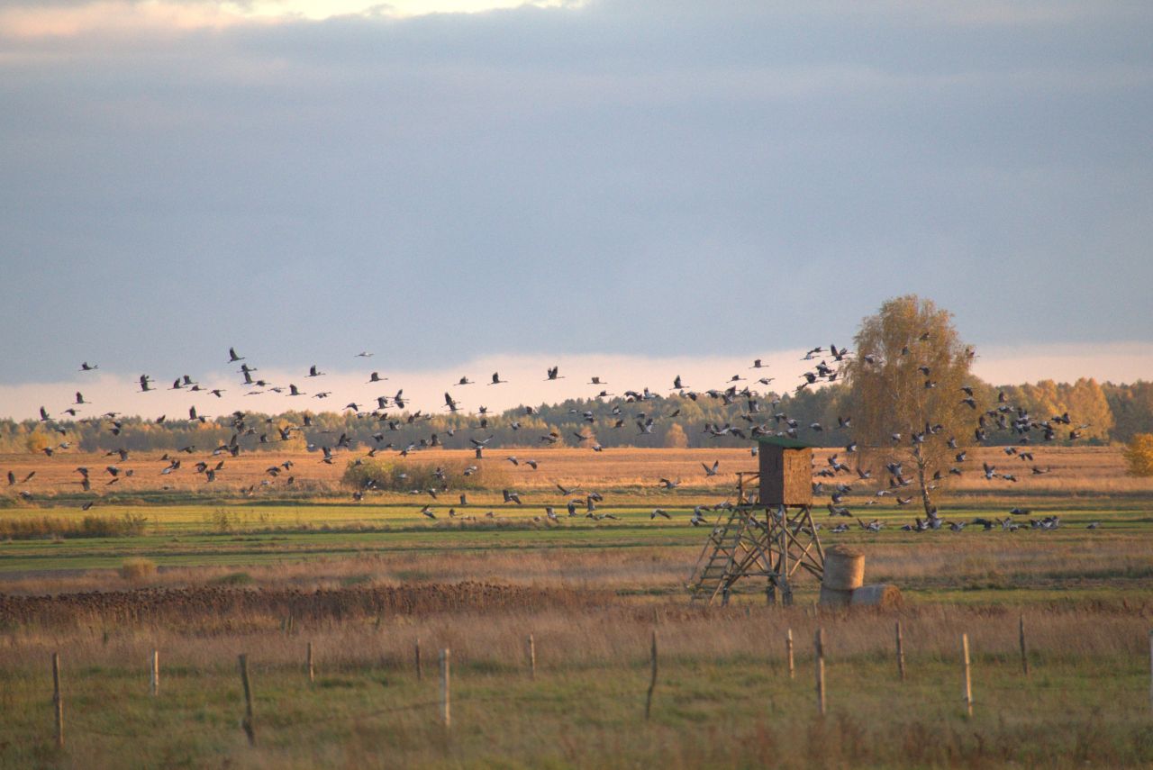 siedlisko, 4 pokoje Moskiewce. Zdjęcie 38