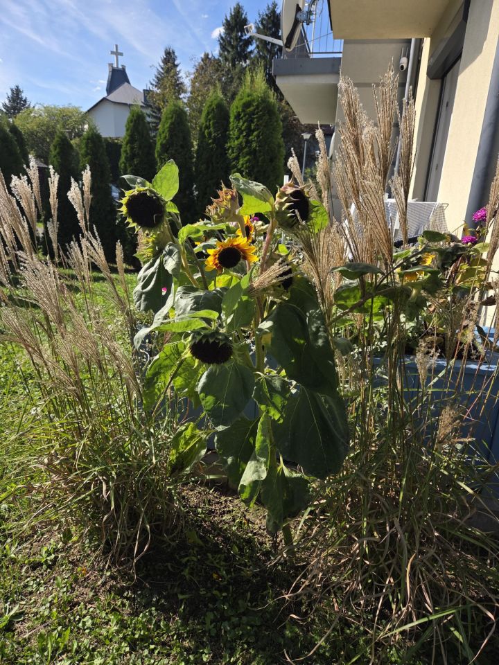 Mieszkanie 2-pokojowe Łańcut Podzwierzyniec, Dąbrowskiego. Zdjęcie 6