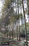 Działka rekreacyjna Huta Dłutowska, ul. Zagajnikowa. Zdjęcie 1