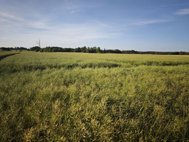Działka rolna Starowola. Zdjęcie 1