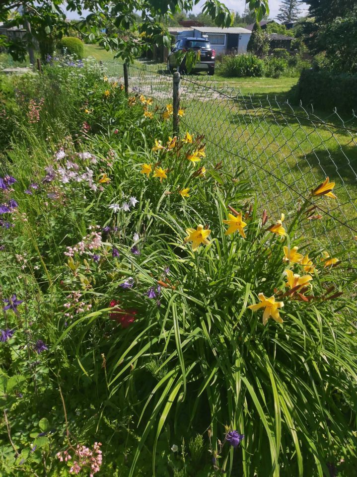 Działka rod Kołobrzeg, ul. Janiska. Zdjęcie 3