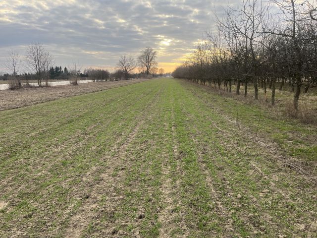 Działka rolna Dziecinów Łużyce. Zdjęcie 1