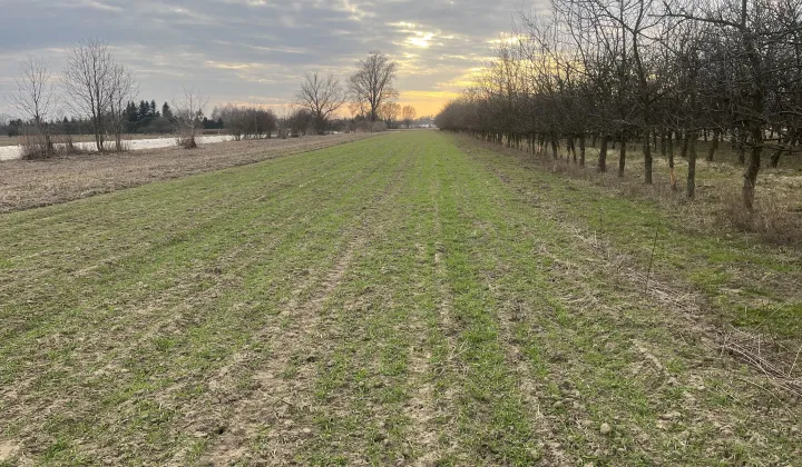 Działka rolna Dziecinów Łużyce