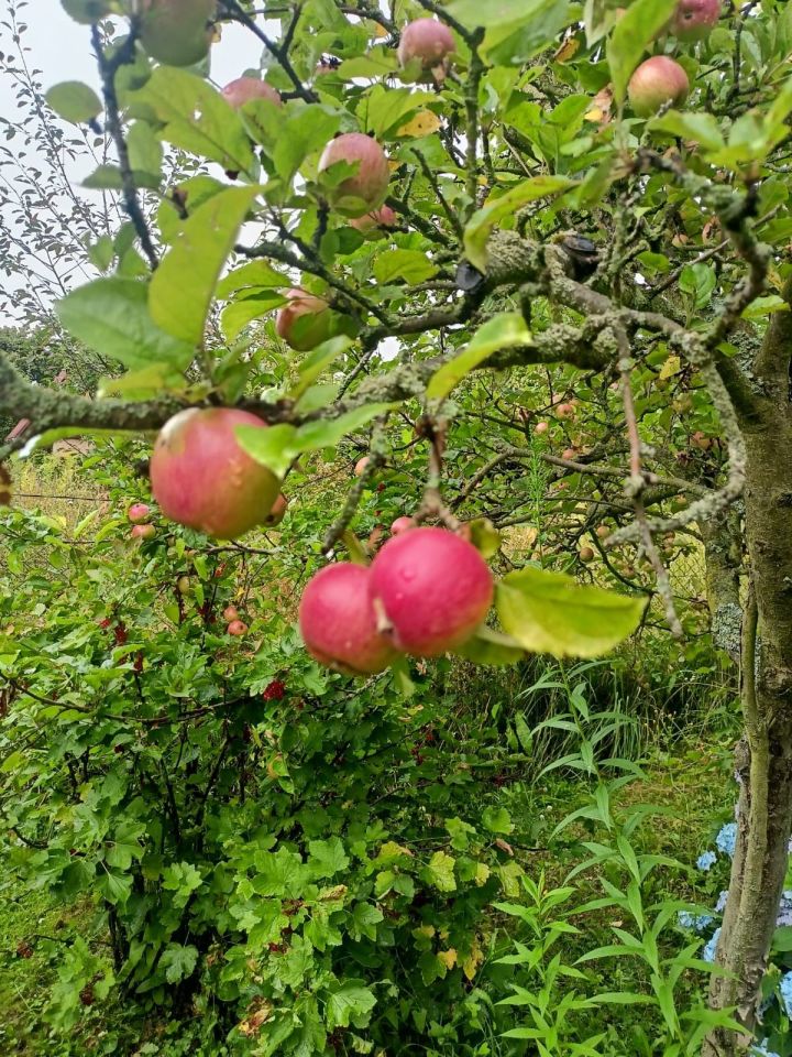 Działka rod Strzegom. Zdjęcie 4