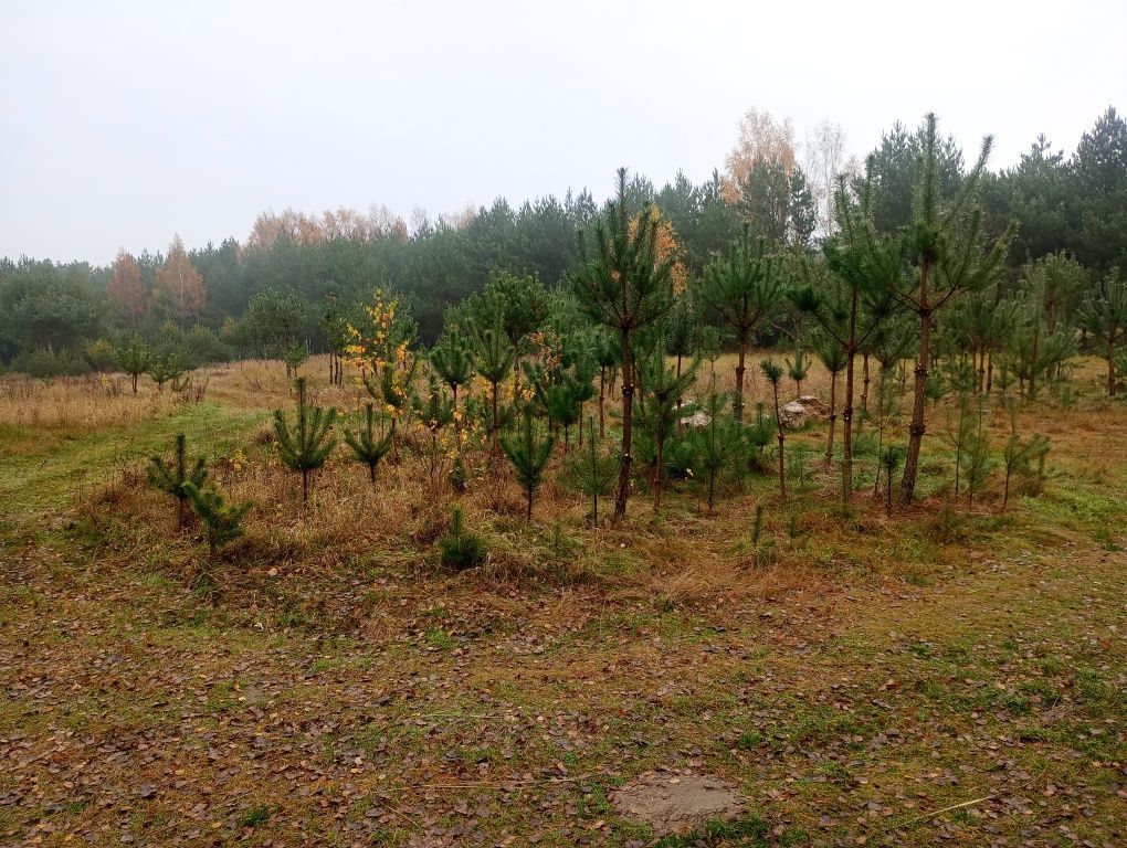 Działka rolna Mstów. Zdjęcie 4