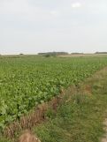 Działka budowlana Góreczki Wielkie. Zdjęcie 3