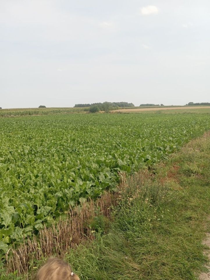 Działka budowlana Góreczki Wielkie. Zdjęcie 4