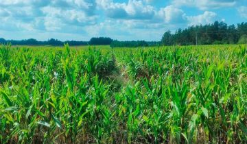 Działka rolno-budowlana Sidory