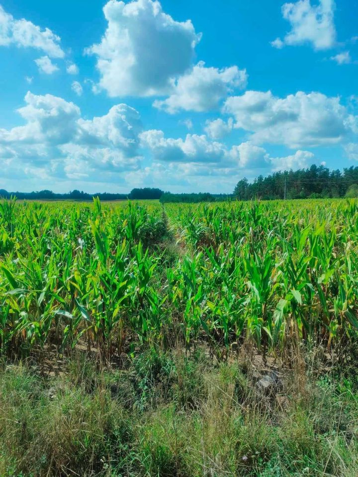 Działka rolno-budowlana Sidory. Zdjęcie 2