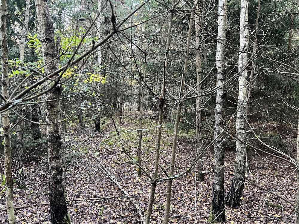 Działka leśna Marianka. Zdjęcie 8