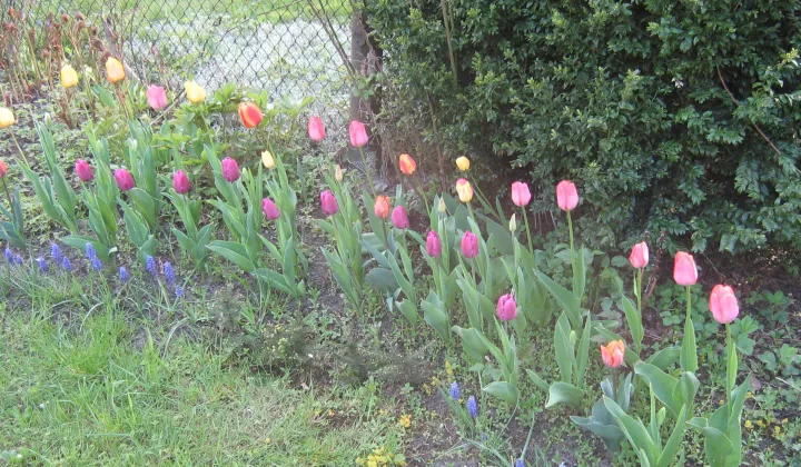 Działka rod Gliwice Śródmieście, ul. Feliksa Orlickiego