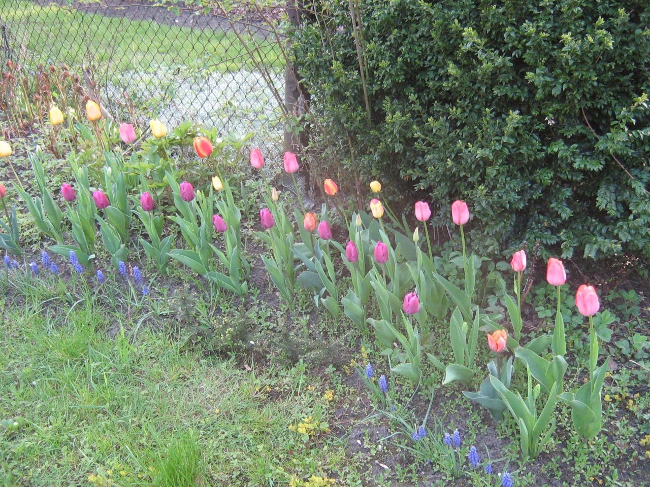 Działka rod Gliwice Śródmieście, ul. Feliksa Orlickiego