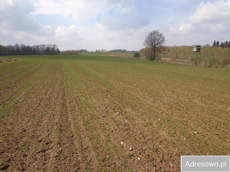 Działka rolna Niwnice. Zdjęcie 8