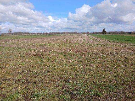 Działka inwestycyjna Jasiony. Zdjęcie 4