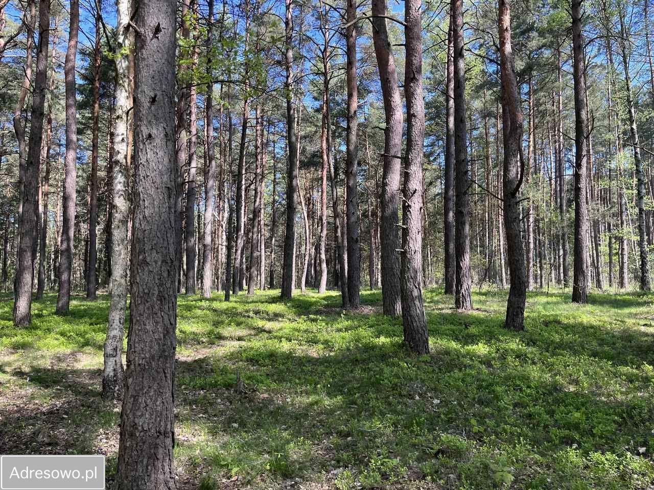 Działka rekreacyjna Żarki Czarka