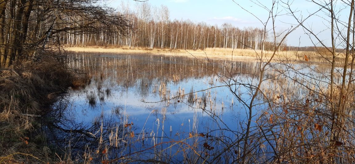 Działka rekreacyjna Zalesie. Zdjęcie 5