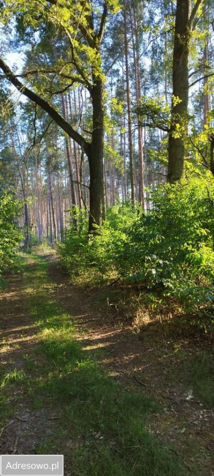 Działka leśna Piękocin. Zdjęcie 14