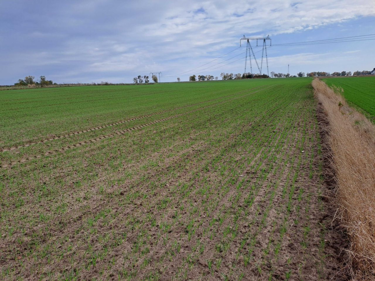 Działka rolno-budowlana Opatów, ul. Klepaczka. Zdjęcie 4