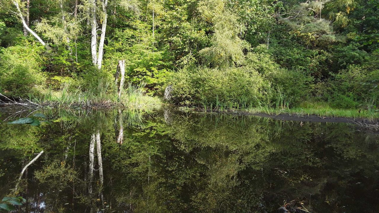 Działka rolna Darżkowo. Zdjęcie 8