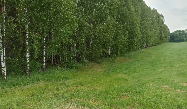 Działka leśna Krasowo-Częstki