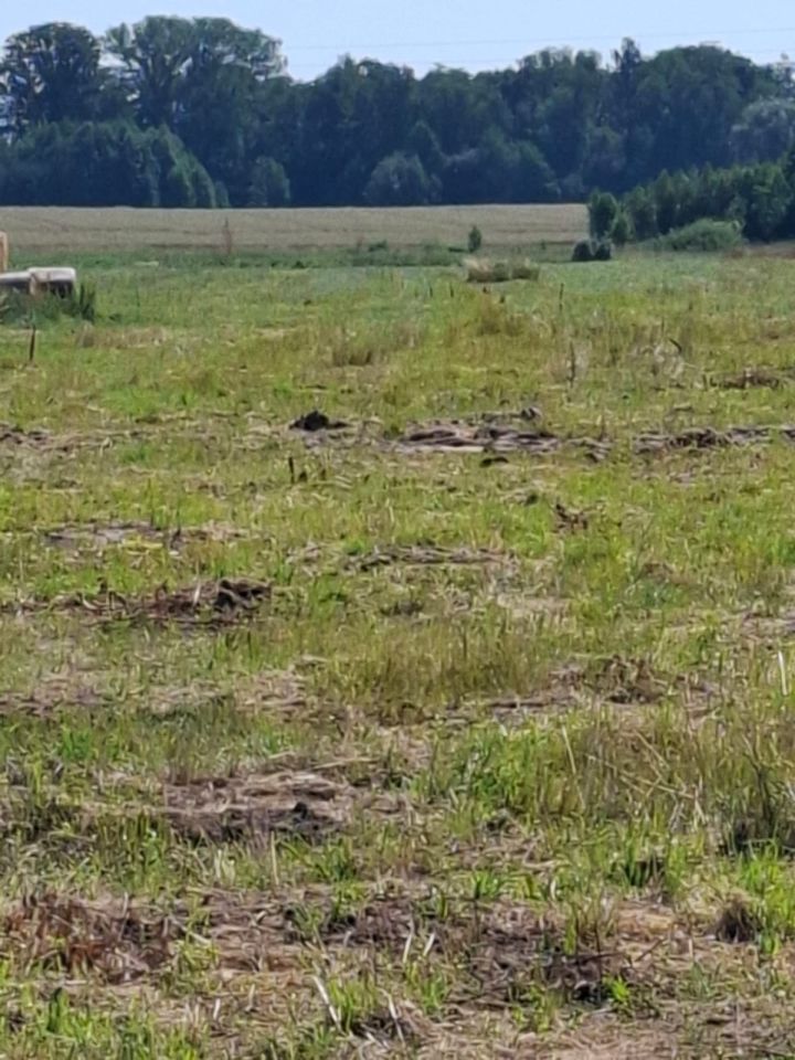 Działka budowlana Rynki. Zdjęcie 6