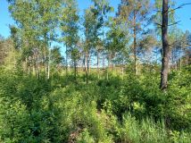 Działka rolna Małe Rudy, ul. Jeziorowa. Zdjęcie 1