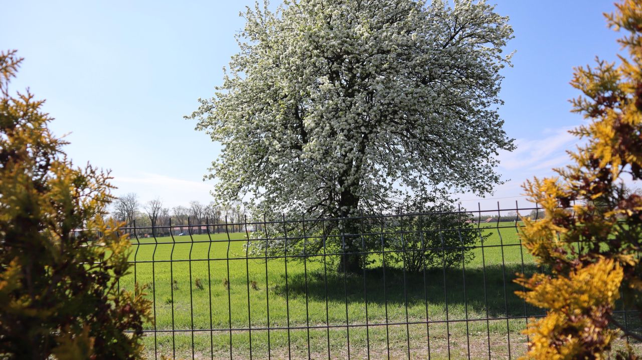 Działka budowlana Charbice Dolne, Charbice Dolne 31b. Zdjęcie 20