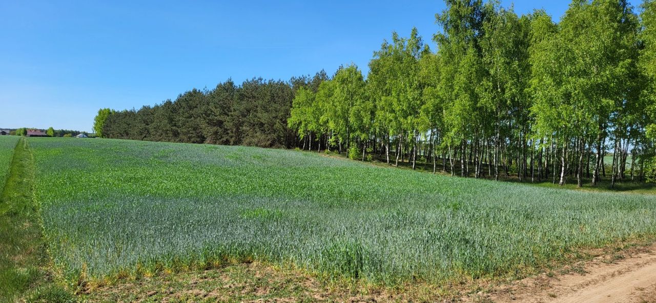 Działka Okalewko. Zdjęcie 8