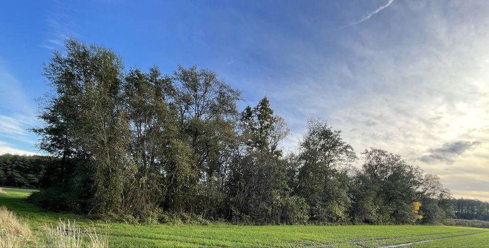 Działka rekreacyjna Niwnik. Zdjęcie 2