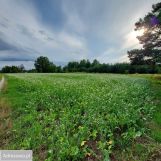 Działka rolno-budowlana Budy Dłutowskie. Zdjęcie 1
