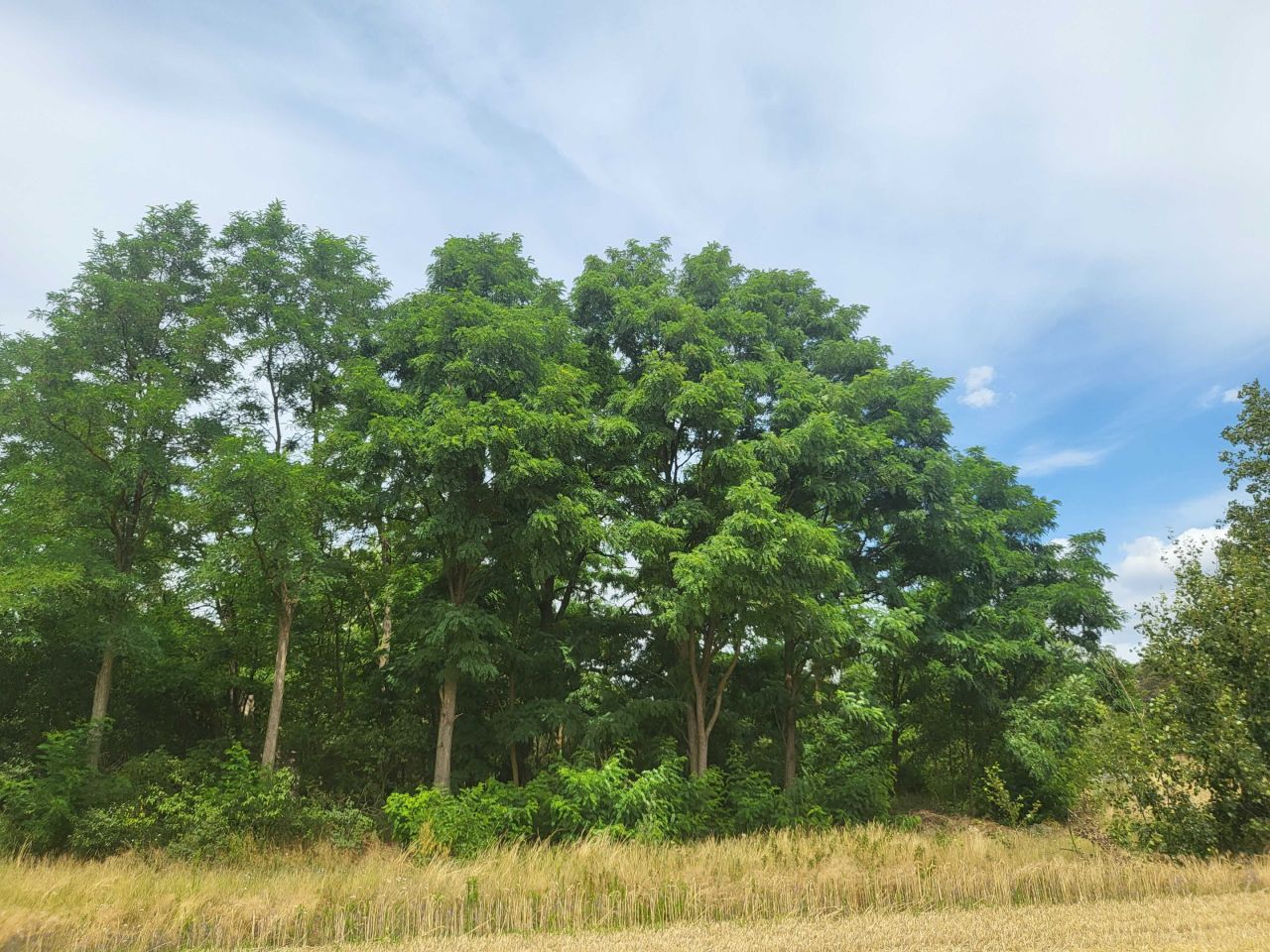 Działka budowlana Psarskie. Zdjęcie 4