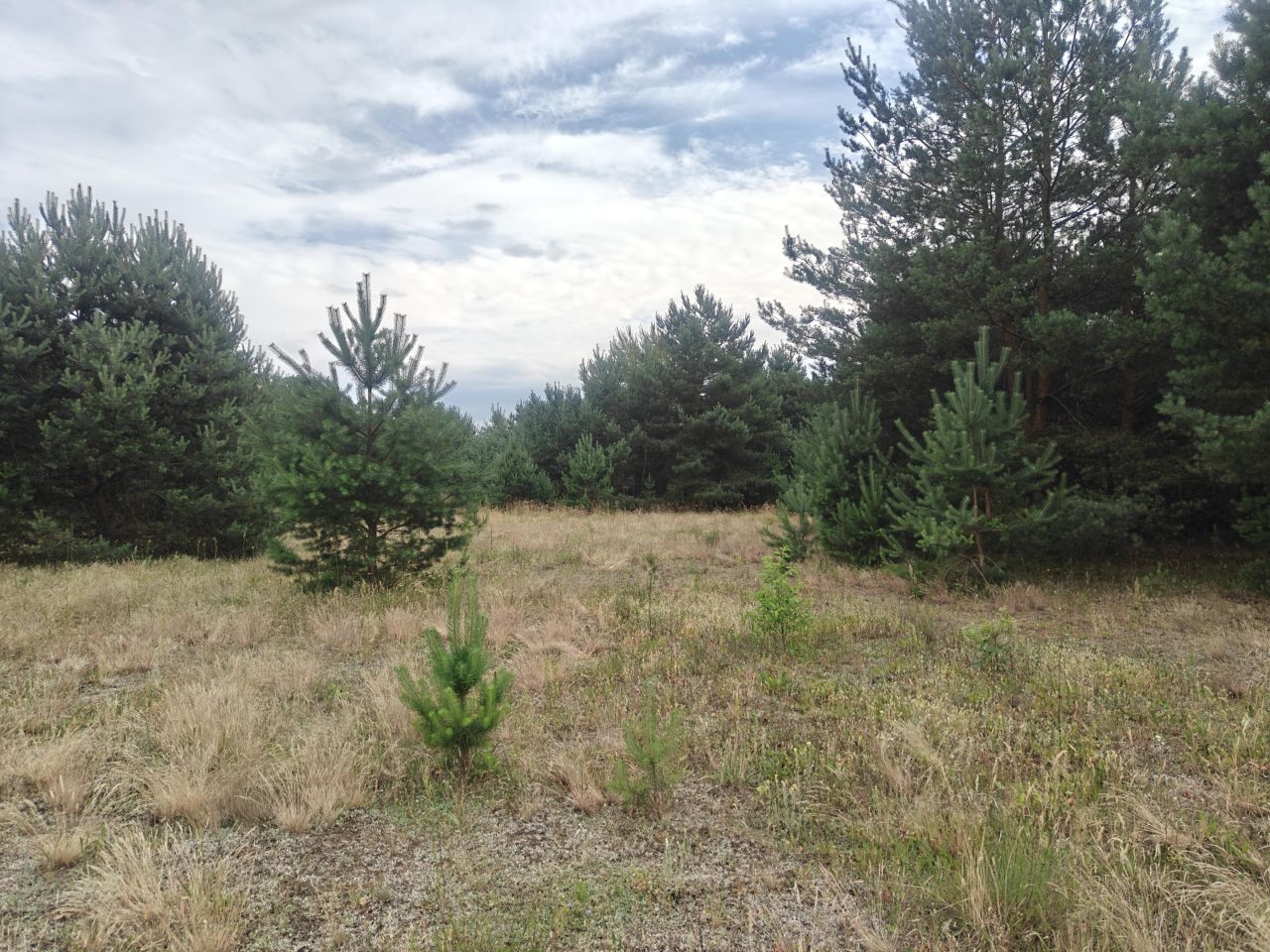 Działka budowlana Rąpin. Zdjęcie 16