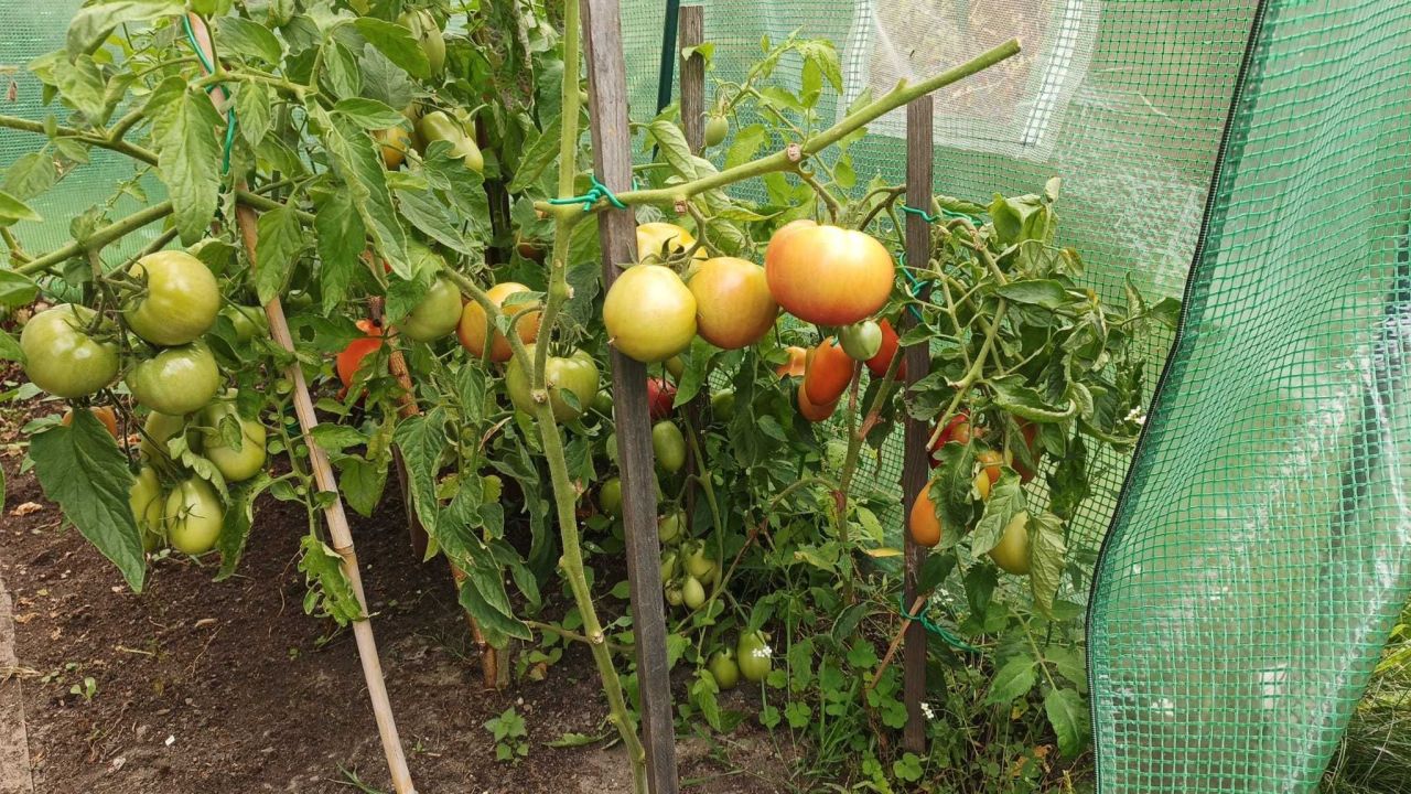 Działka rod Bytom. Zdjęcie 2