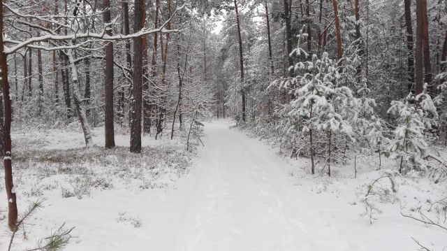 Działka siedliskowa Wola Władysławowska. Zdjęcie 4