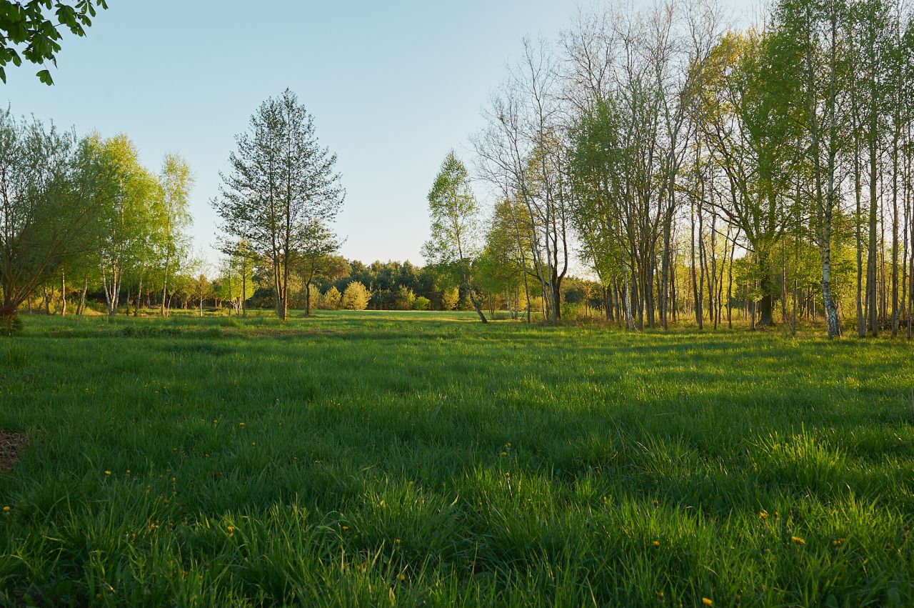 Działka siedliskowa Aleksandrów. Zdjęcie 5
