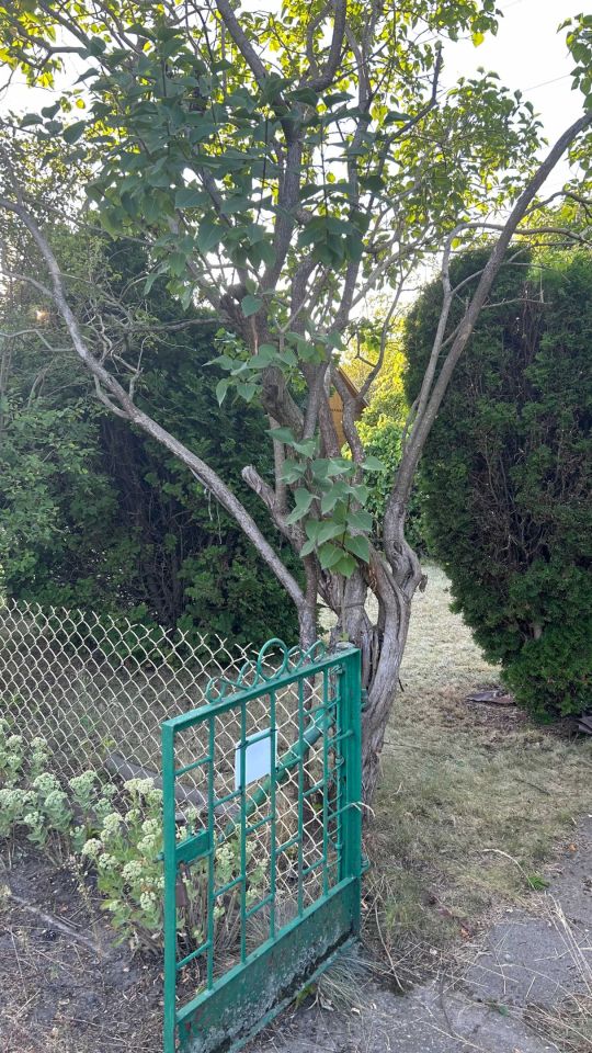 Działka rod Warszawa Targówek, ul. Ojca Aniceta. Zdjęcie 7